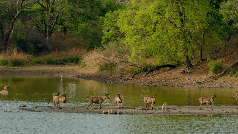 Ranthambore National Park